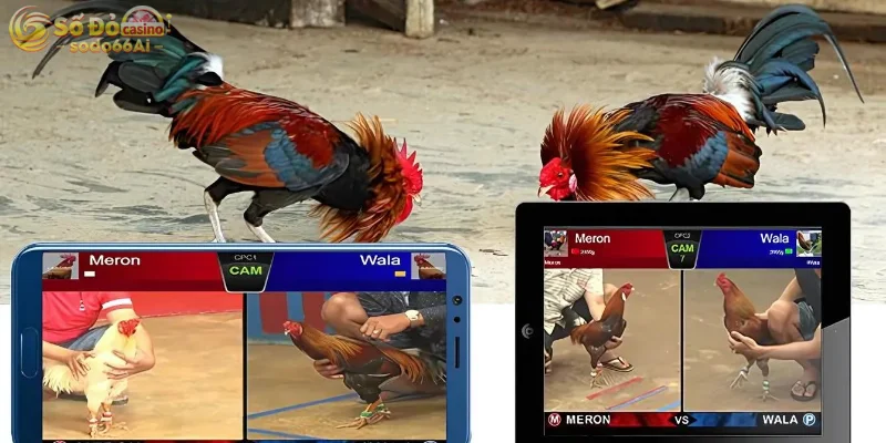 10 phút giao tranh giữa 2 chú chiến kê quyết định thắng bại