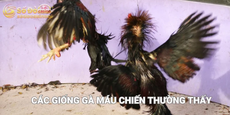 Các giống gà máu chiến thường thấy