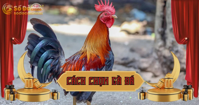 Cách chọn gà đá chuẩn - bí quyết từ các sư kê lão luyện