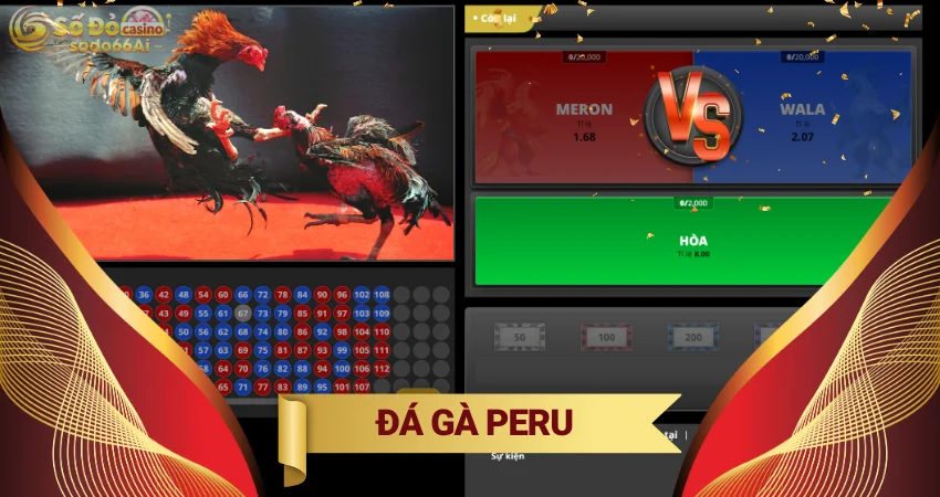 Đá gà peru - đắm mình cũng những trận đấu chiến kê tại SODO66